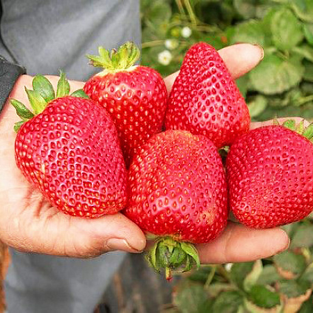 Фото Земляника садовая Сибилла