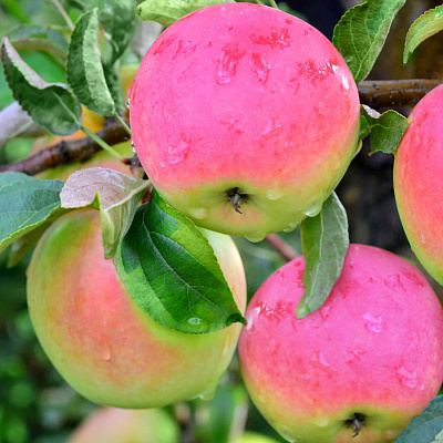 Яблоня Станица