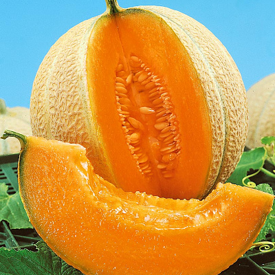 Дыня Малага F1