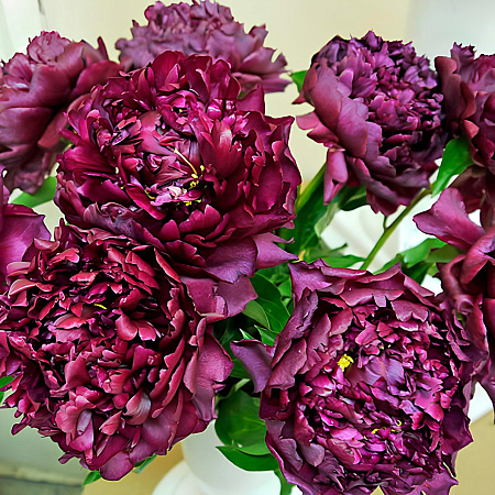 Фото Пион травянистый Хайлайт