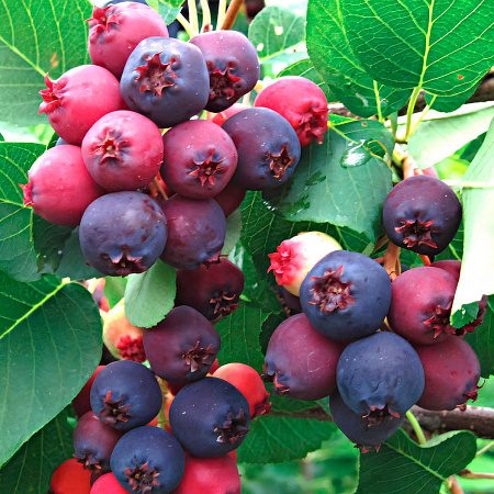 Фото Ирга канадская Мандан