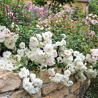 Роза почвопокровная Си Фоум