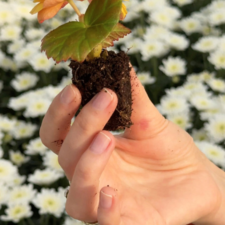 Фото Набор махровых калибрахоа №2