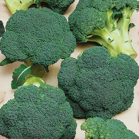 Фото Капуста брокколи Агасси F1 12шт