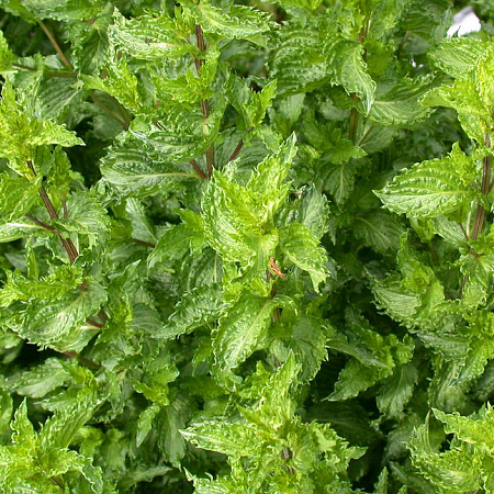 Фото Мята Криспа