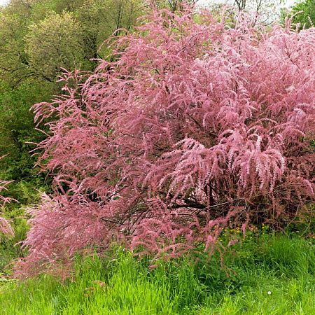 Фото Тамарикс ветвистый Рубра