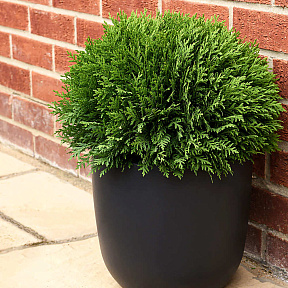 Туя западная Тини Тим