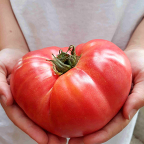 Помидор Громадин F1