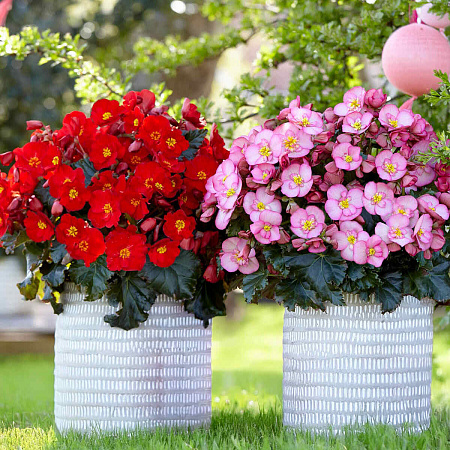 Фото Набор бегоний элатиор №2