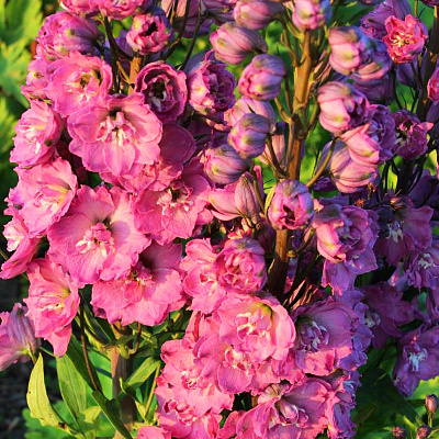 Дельфиниум Дельфис Пинк Пауэр