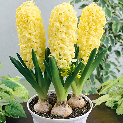 Гиацинт Сити оф Харлем