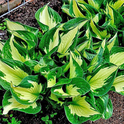 Хоста Колоред Халк