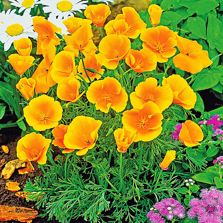 Фото Эшшольция Золотой запад