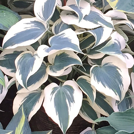Фото Хоста Блю Айвори