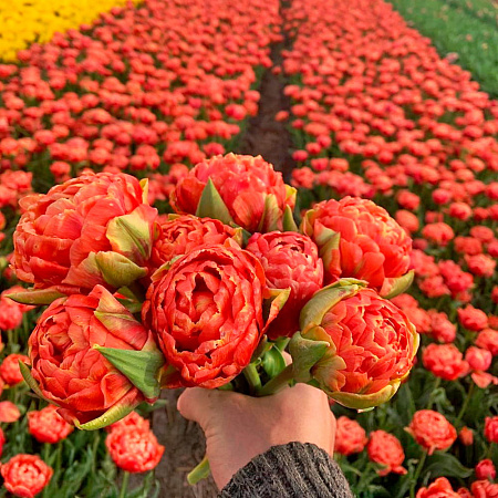 Фото Тюльпан махровый ранний Ориндж Флейвор