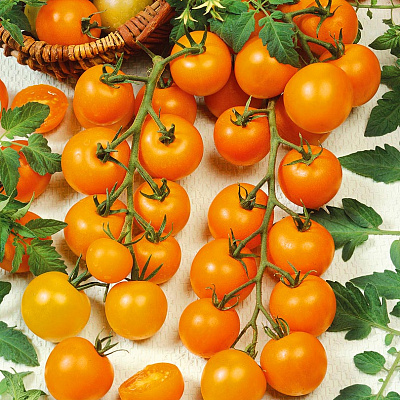 Помидор черри Ликёр F1