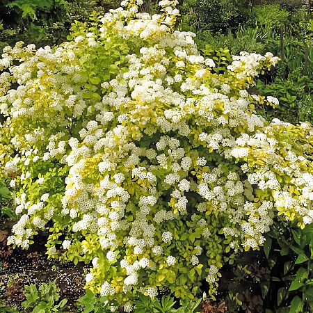 Фото Спирея Вангутта Голд Фаунтейн