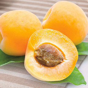 Абрикос Бархатный