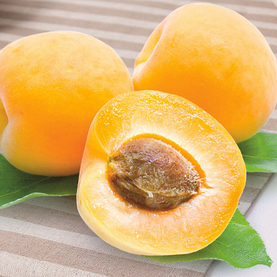 Абрикос Бархатный