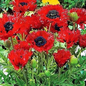 Мак Туркенлуи