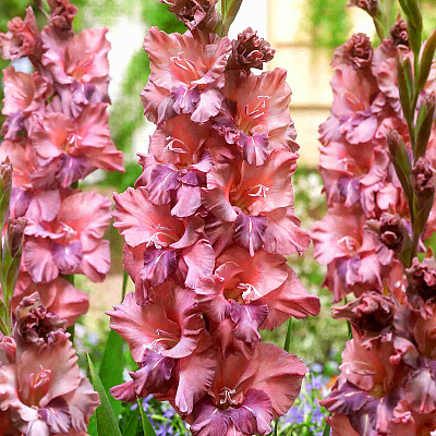 Гладиолус Якутск