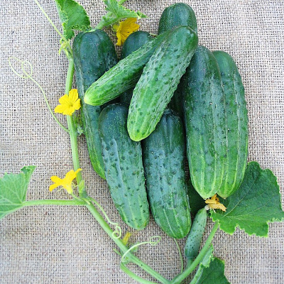 Огурец Майя