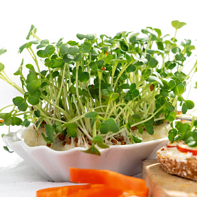 Микрозелень Редис