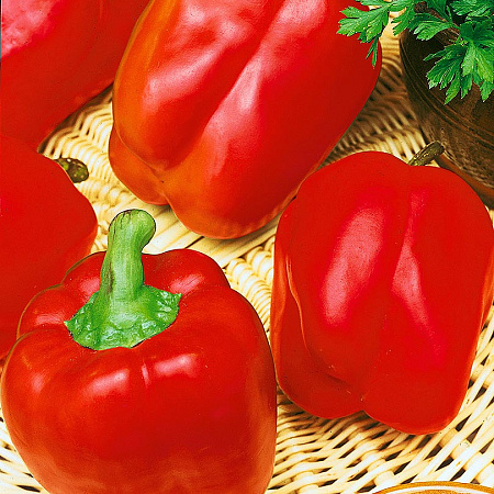 Фото Перец сладкий Ведрана F1 5шт