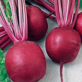 Свёкла Любушка F1