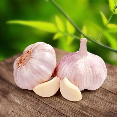 Чеснок озимый Шадейка