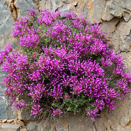 Фото Тимьян длинноцветковый