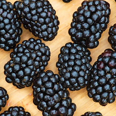 Ежевика Дарроу