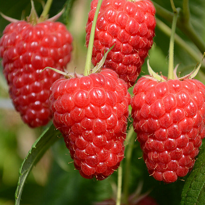 Малина ремонтантная Маравила