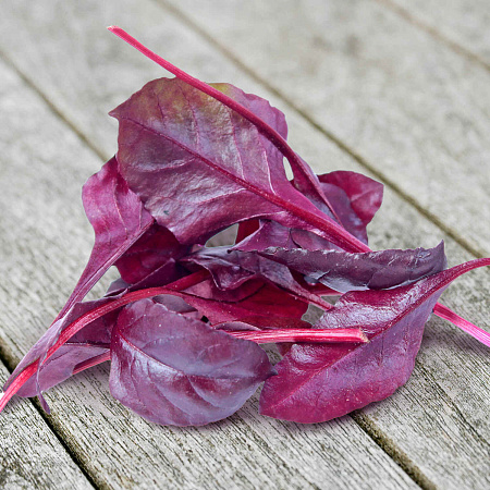 Фото Свёкла листовая мангольд Солджер