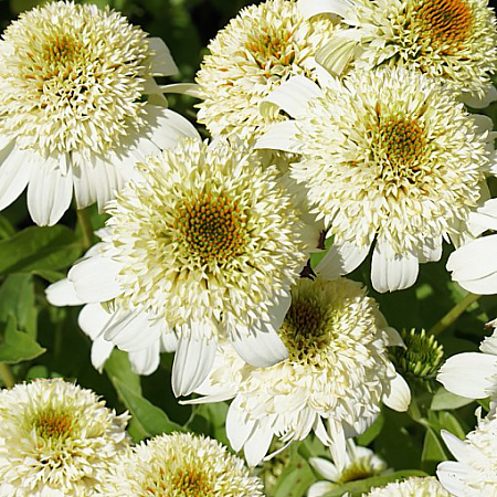 Фото Эхинацея Милкшейк