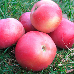 Яблоня Белорусское сладкое