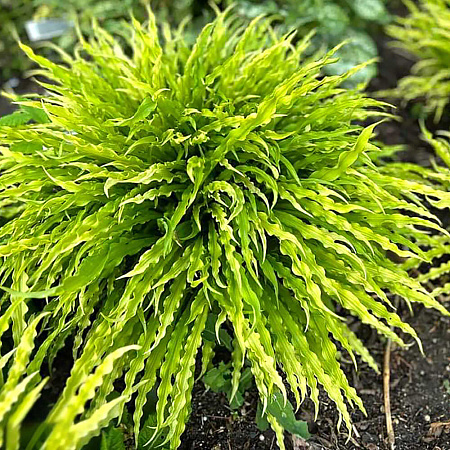 Фото Хоста Пати Стримерс