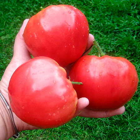Фото Помидор Малиновый румяный