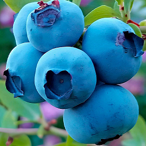 Голубика Фейетвилл