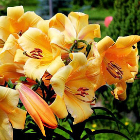 Лилия ОТ-гибрид Сантарелло