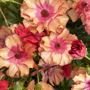 Лютик Баттерфляй Муза