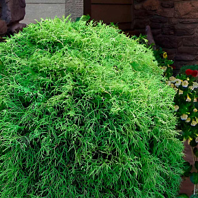 Туя западная Мистер Боулинг Болл