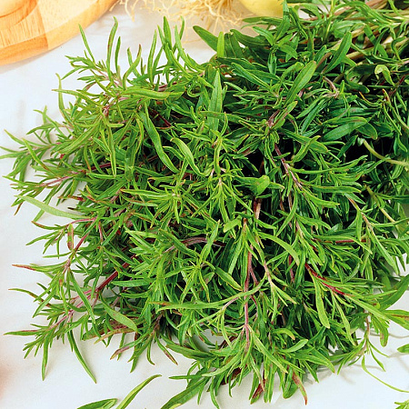 Фото Чабер однолетний