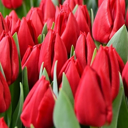 Фото Тюльпан триумф Карри