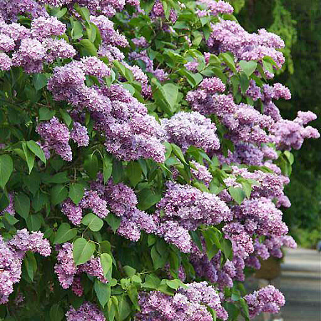 Фото Сирень обыкновенная Максимович