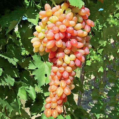 Виноград Хамелеон