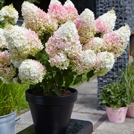 Фото Гортензия метельчатая Строуберри Блоссом