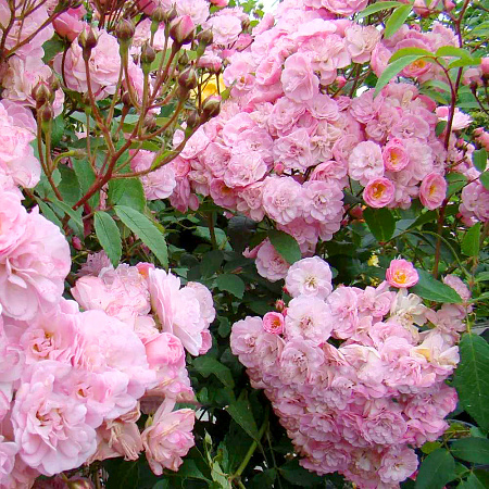 Фото Роза мускусная Хавенли Пинк