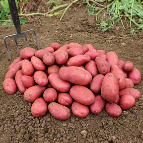 Картофель Ред Скарлетт