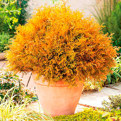 Туя западная Рейнголд